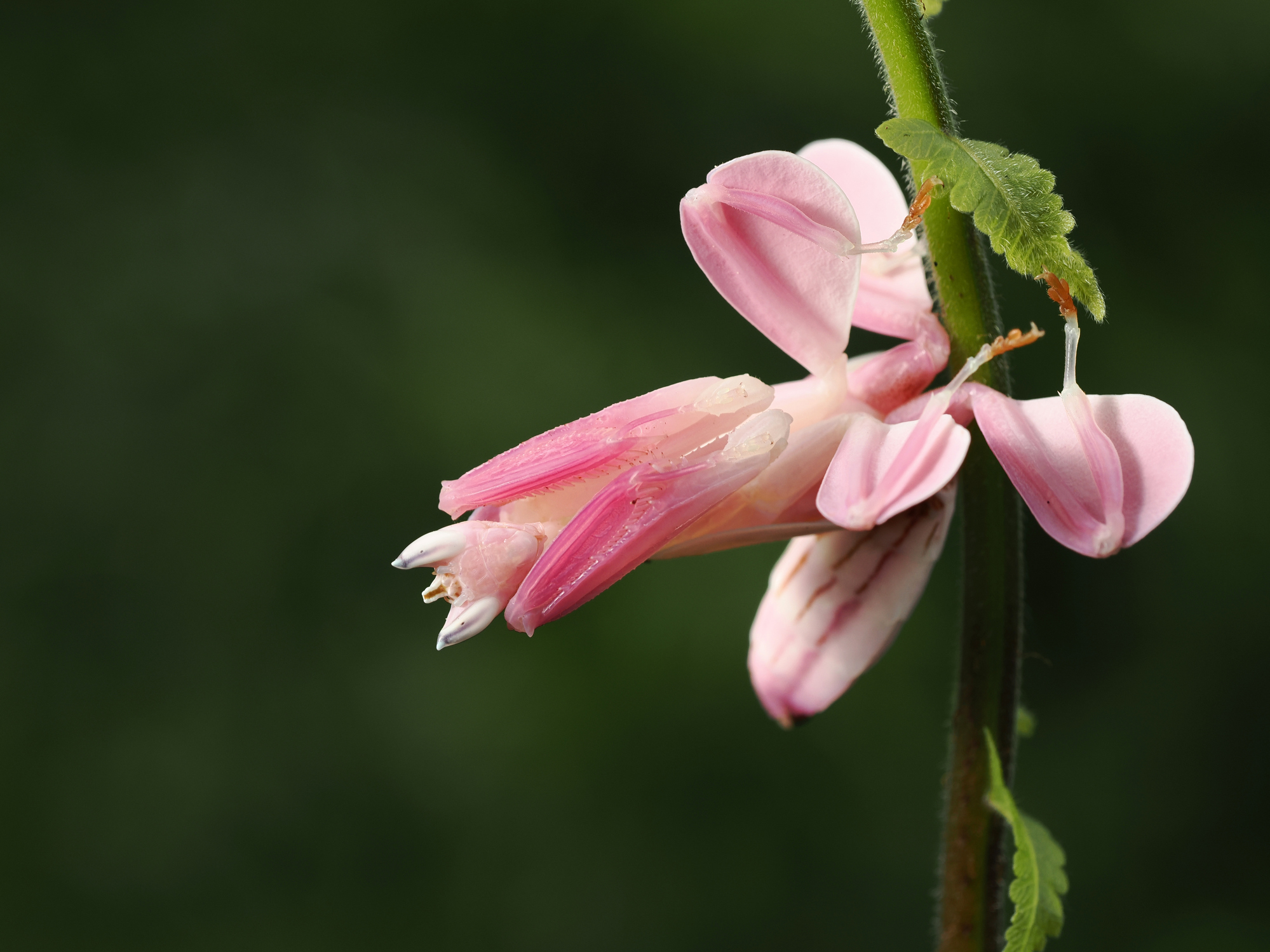 a real orchid mantis