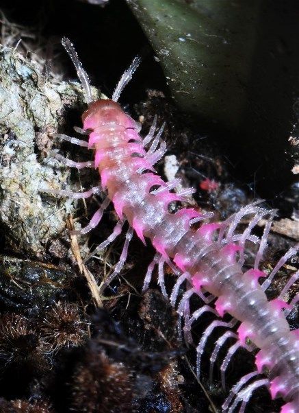 a real Pink Dragon Millipede