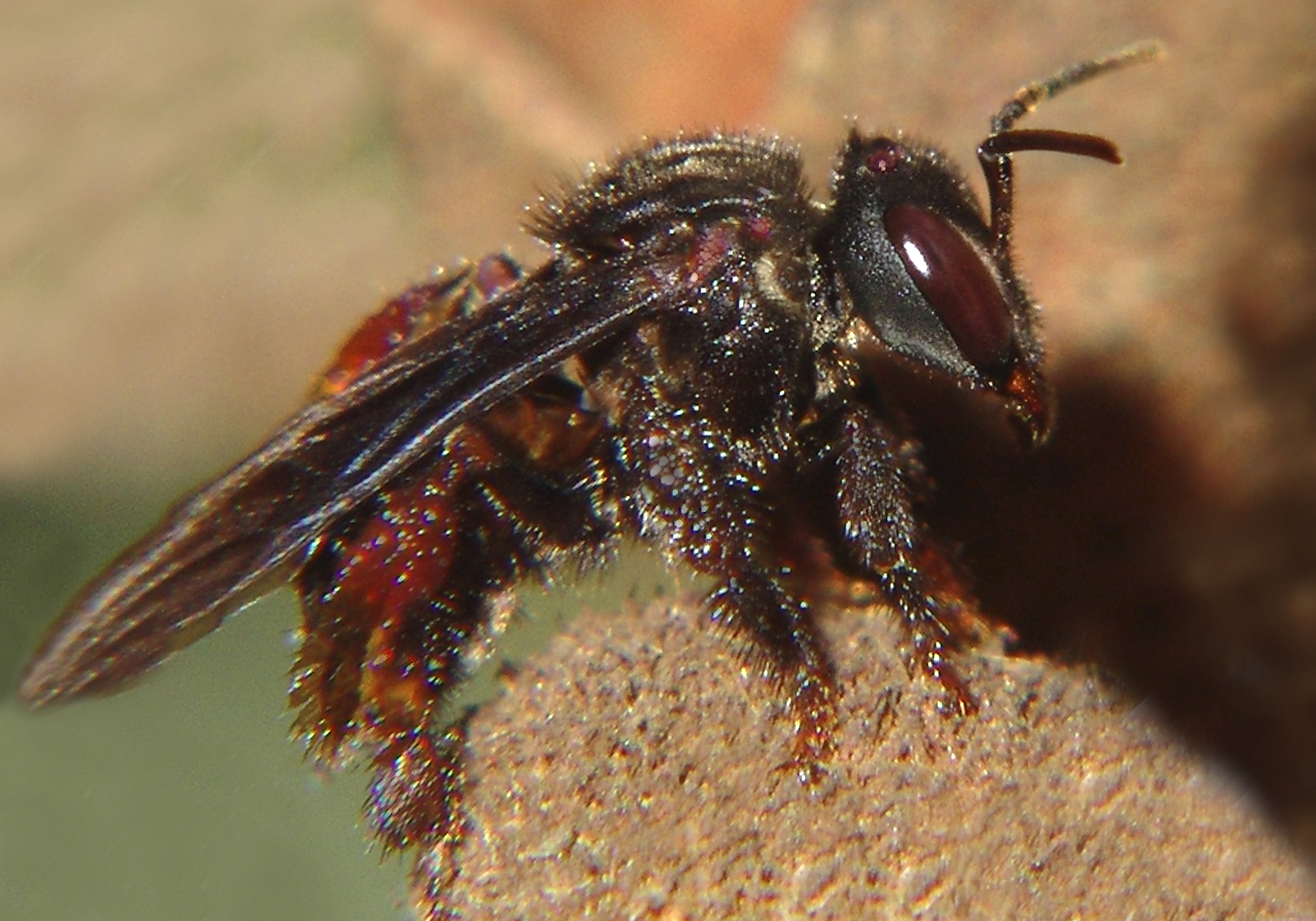 a real Vulture Bee