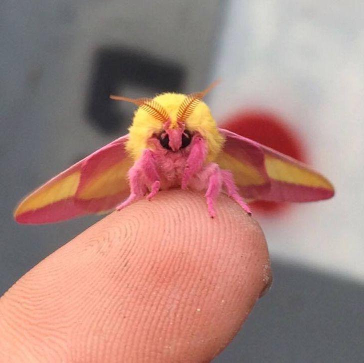 a real Rosy Maple Moth
