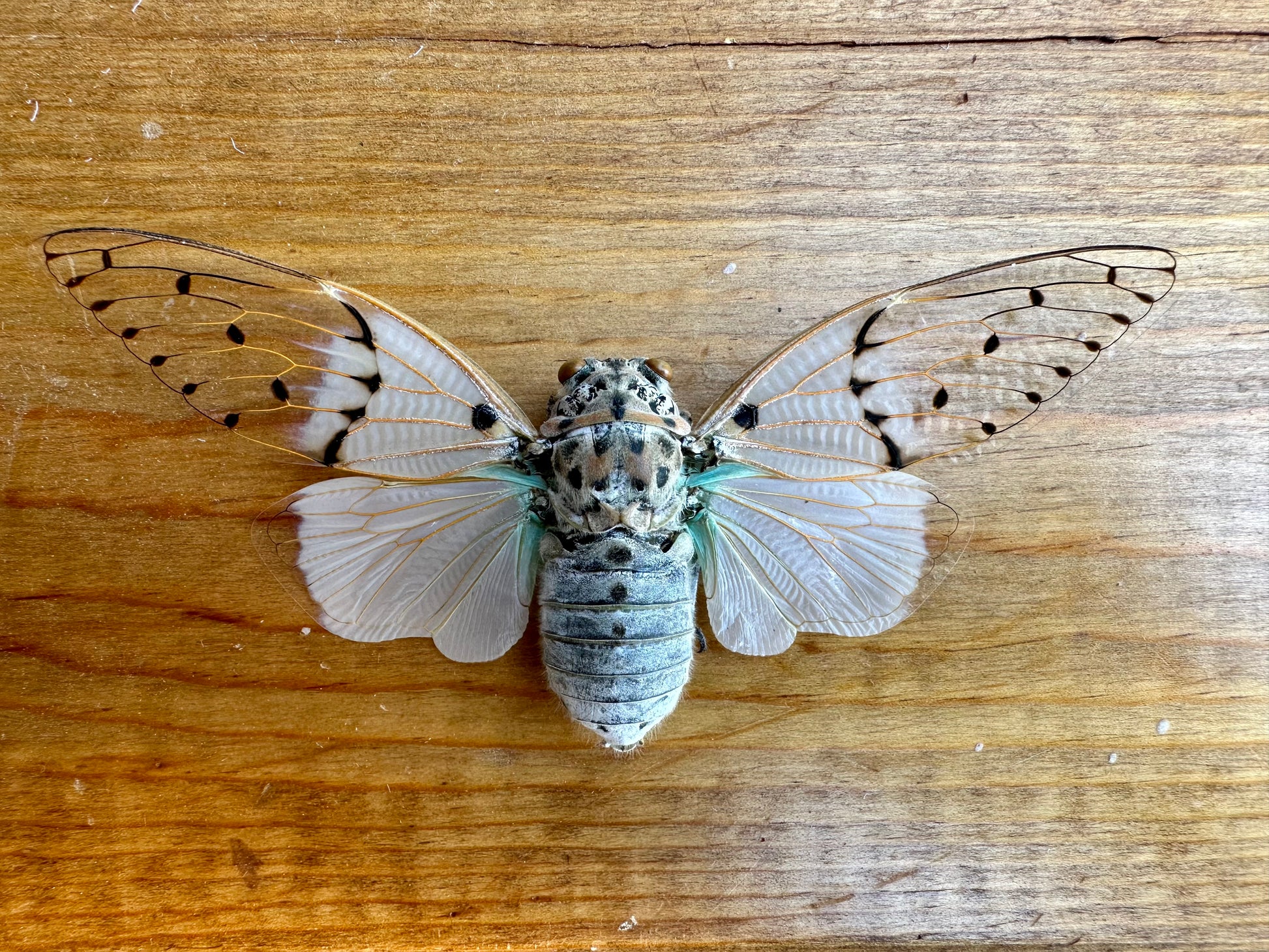 a real White Ghost Cicada